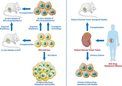 Advances in Renal Cell Carcinoma Drug Resistance Models